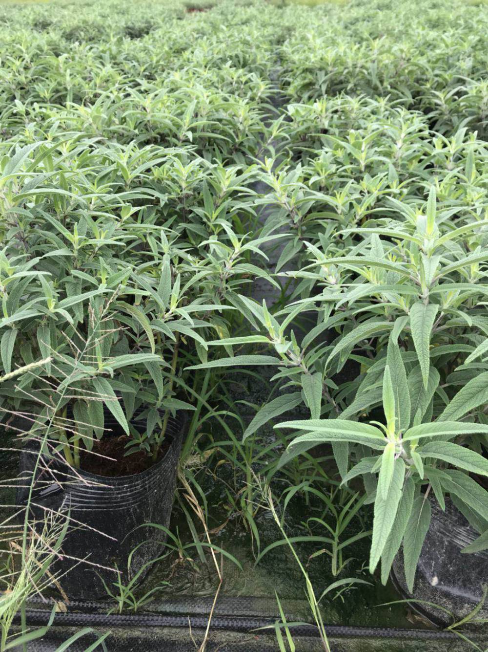 【大量出售马鞭草的杯苗 马鞭草工程绿化小苗】视频介绍 - 中国供应商