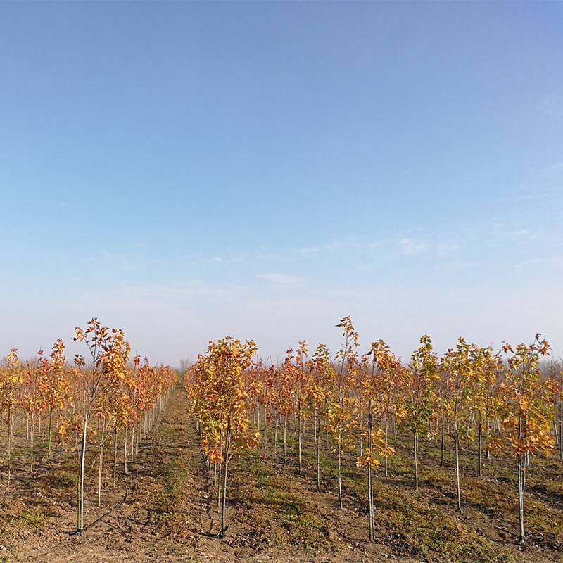 基地出售新品种自由人槭庆典220公分景区园林造景行道绿化防护树