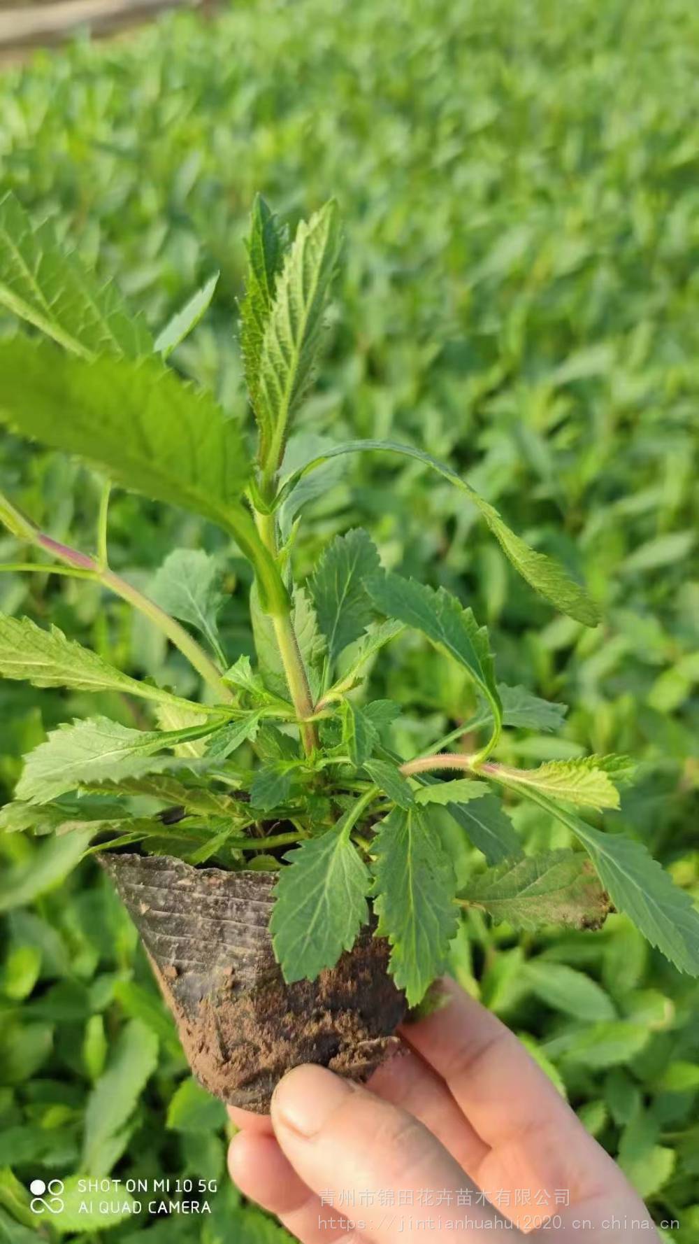 青州柳叶马鞭草杯苗价格 马鞭草花海花苗大量批发 锦田花卉基地