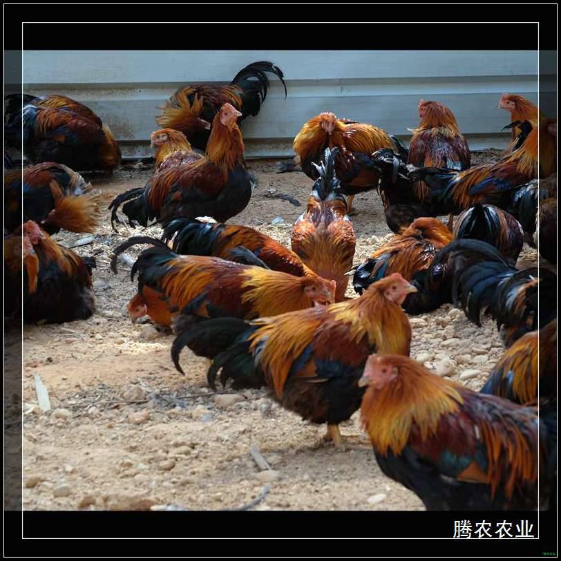 罗定烧鸡加工厂龙华深圳佛山腾农生鲜鸡