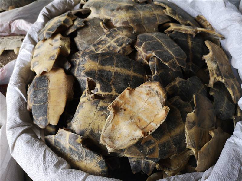 龟板价格多少一公斤龟板的功效与作用