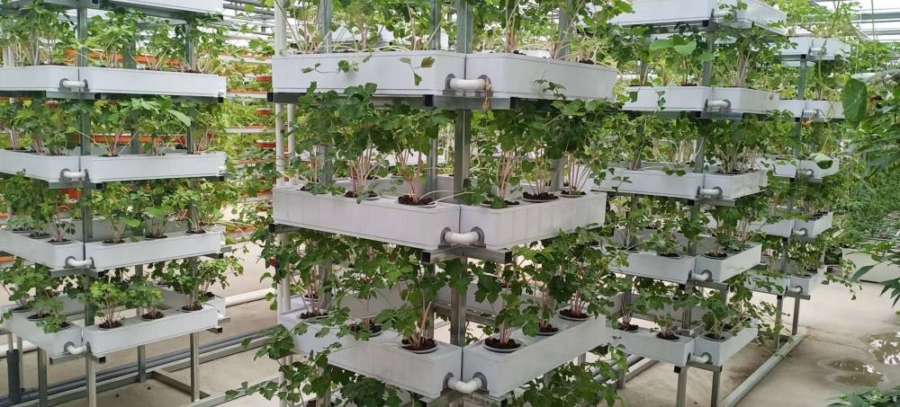 阳光板立体无土栽培温室造价多少钱智能阳光板无土栽培温室生产安装