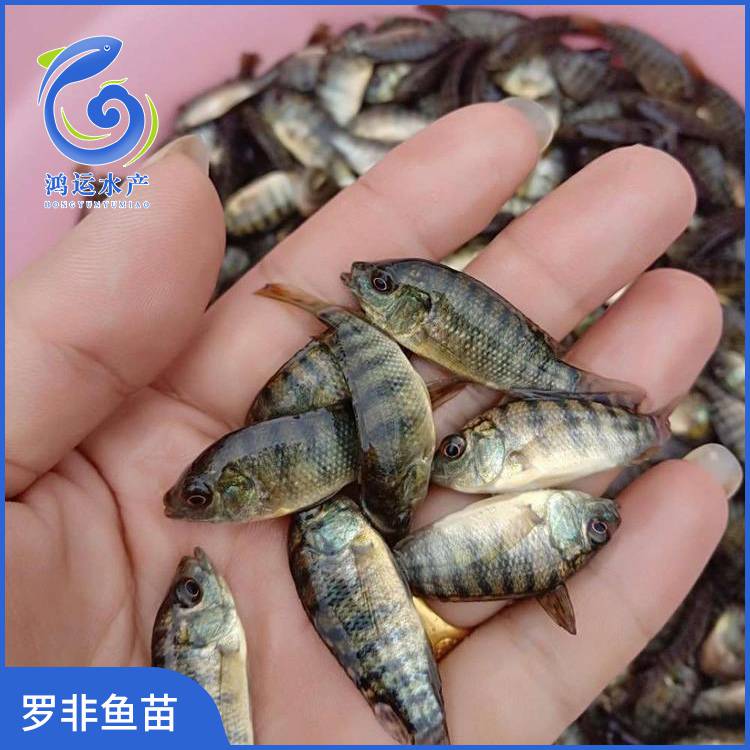 海南脆肉罗非鱼苗海南一号罗非鱼苗室温养殖成活率高图片