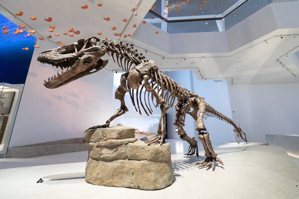 Sheikh Khaled bin Mohamed bin Zayed Al Nahyan殿下为萨迪亚特文化区阿布扎比自然历史博物馆揭幕