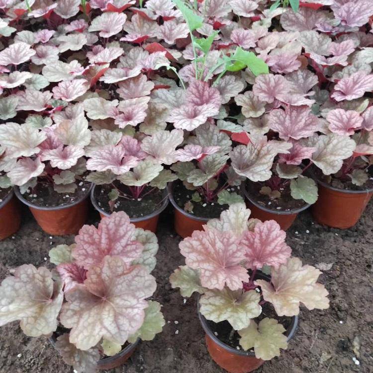 基地出售矾根 节日组摆草花 矾根小苗