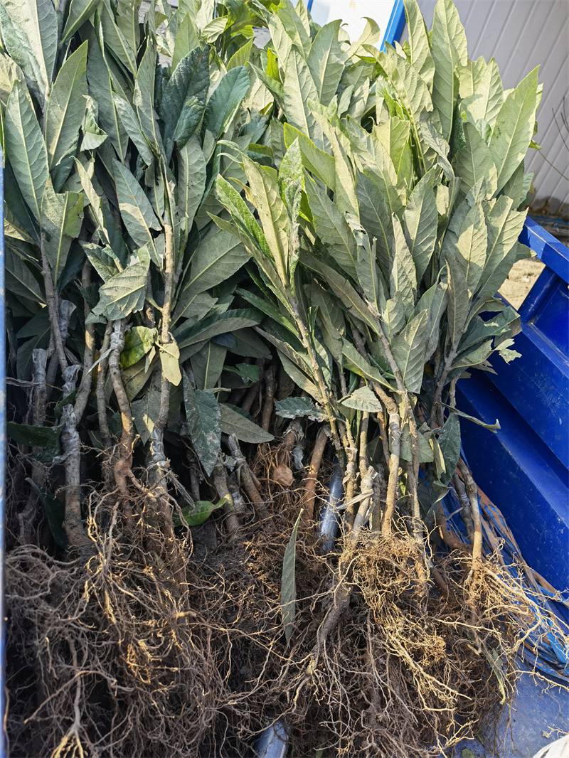 白枇杷树苗一至三年生品种有白玉与白沙二个根系好提供种植技术