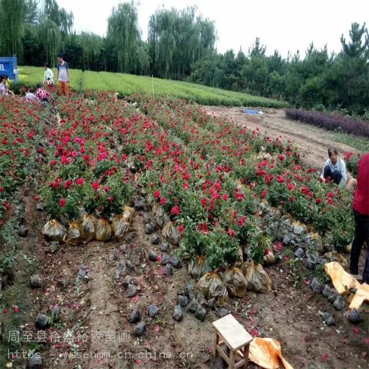 观花树苗能开8个月 西安月季*** 绿化风景树 咸阳月季树