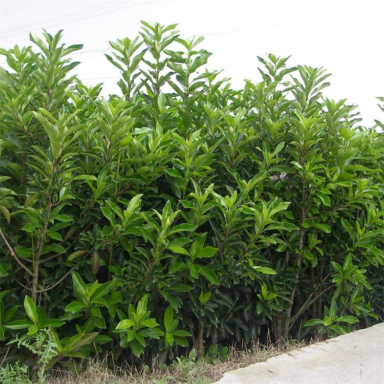 大量出售法国冬青篱园林庭院别墅绿篱珊瑚树苗