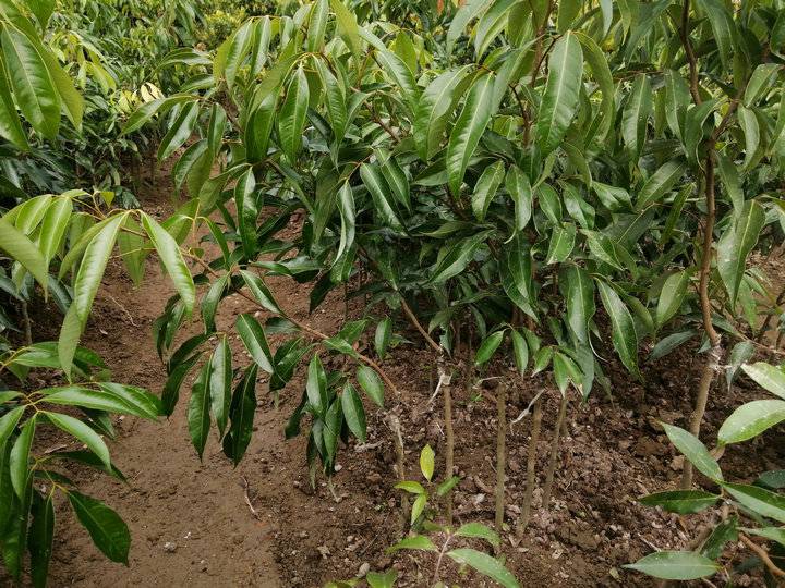 【荔枝苗 广西荔枝 荔枝种苗 广州荔枝苗 山东荔枝 南宁荔枝 挂绿荔枝