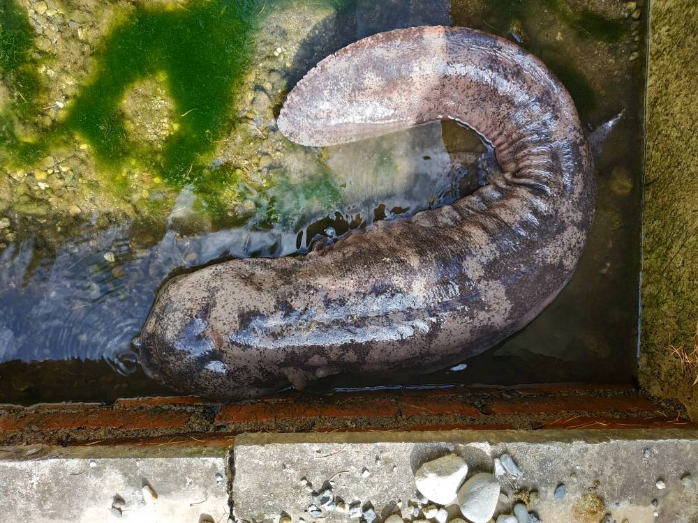 如何购买娃娃鱼贵州娃娃鱼价格娃娃鱼养殖基地