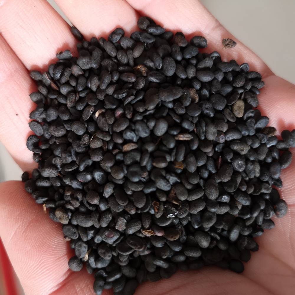 补骨脂 中药补骨脂 补骨脂功效