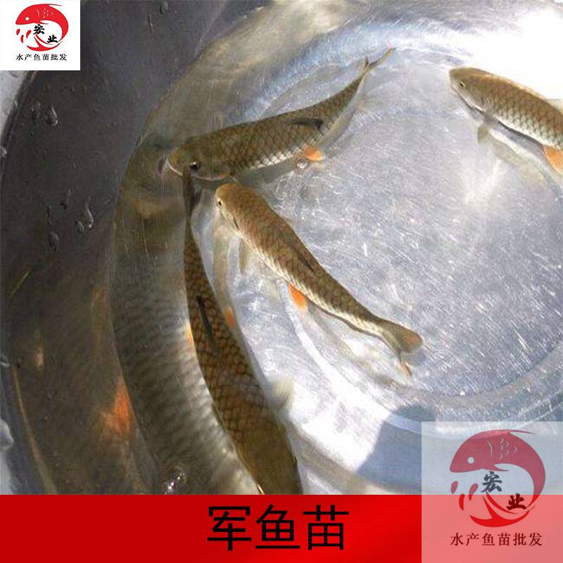 玉林快大河鰹魚苗青棍魚苗品種保證