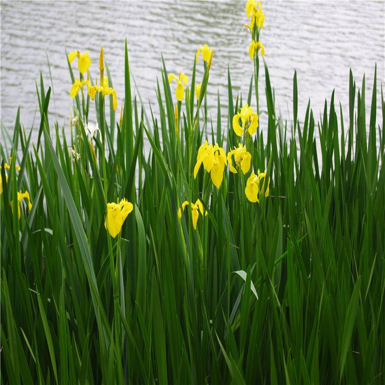 基地出售黄花鸢尾宿根挺水植物池塘水生花卉黄菖蒲黄花鸢尾小苗