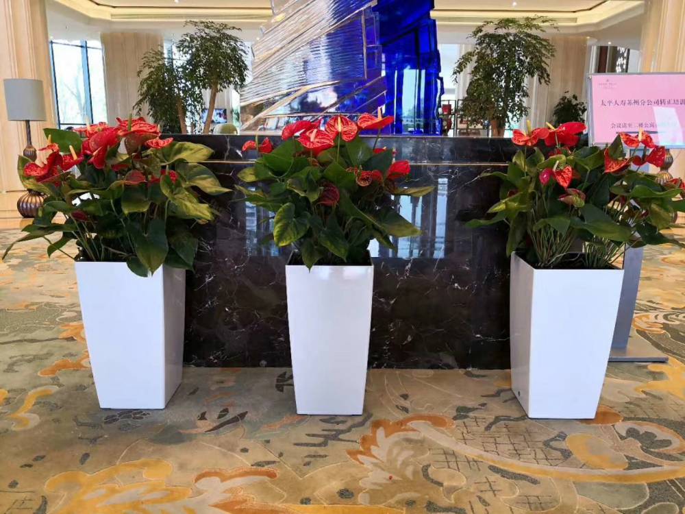 观赏凤梨 观赏凤梨品牌大全 价格报价 生产厂家 中国供应商