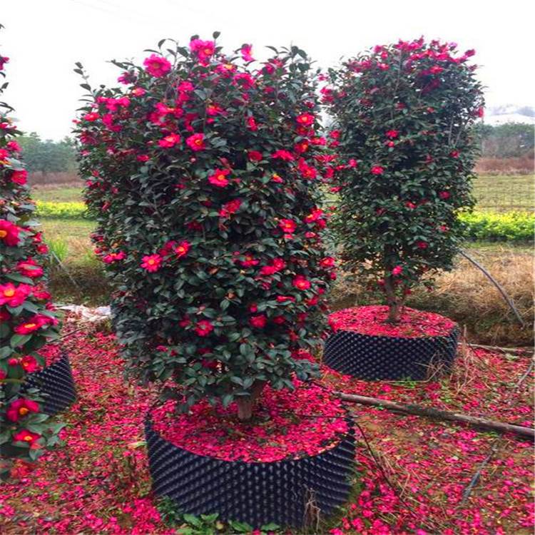 茶梅柱茶梅球各种规格基地茶花品种园林绿化