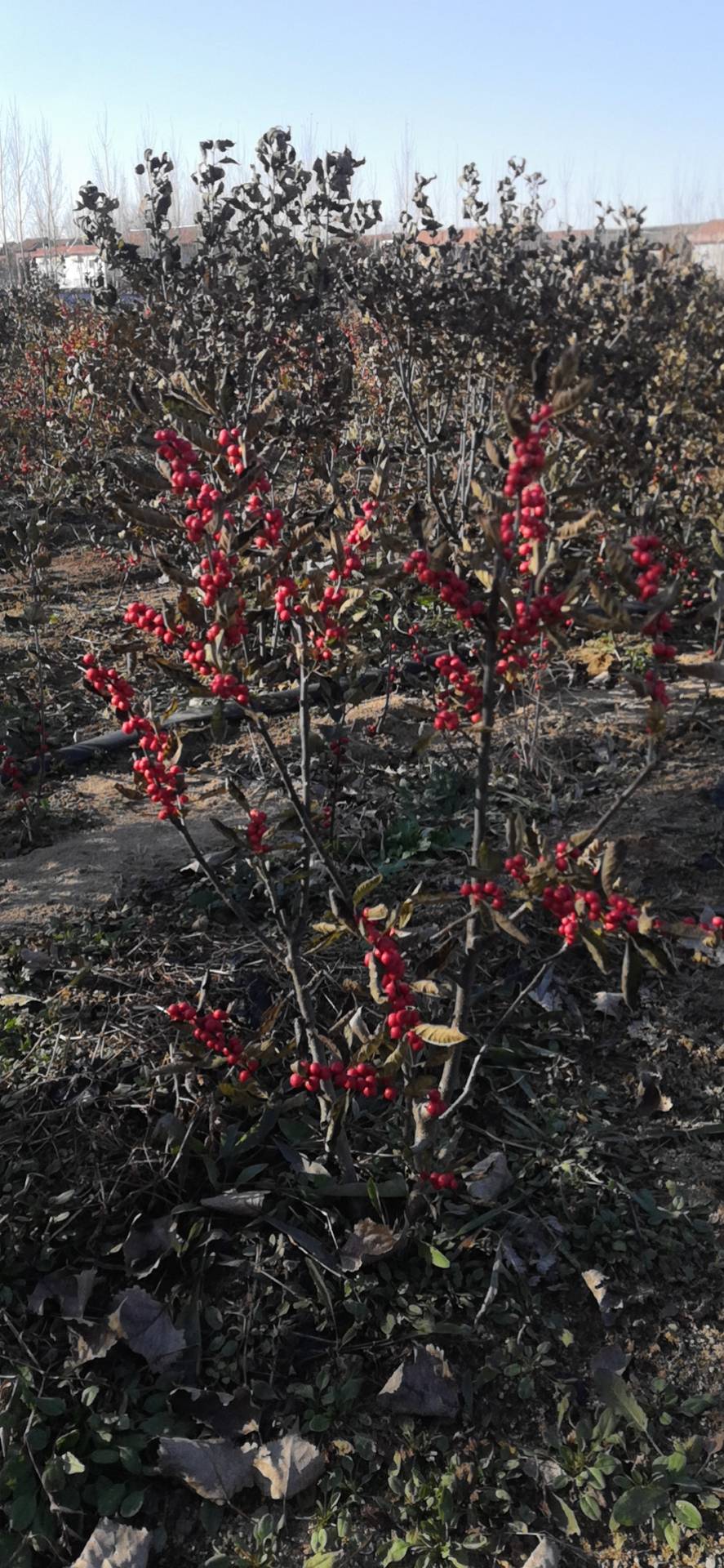 亩产格瑞北美冬青纯正北美冬青图片欣赏基地