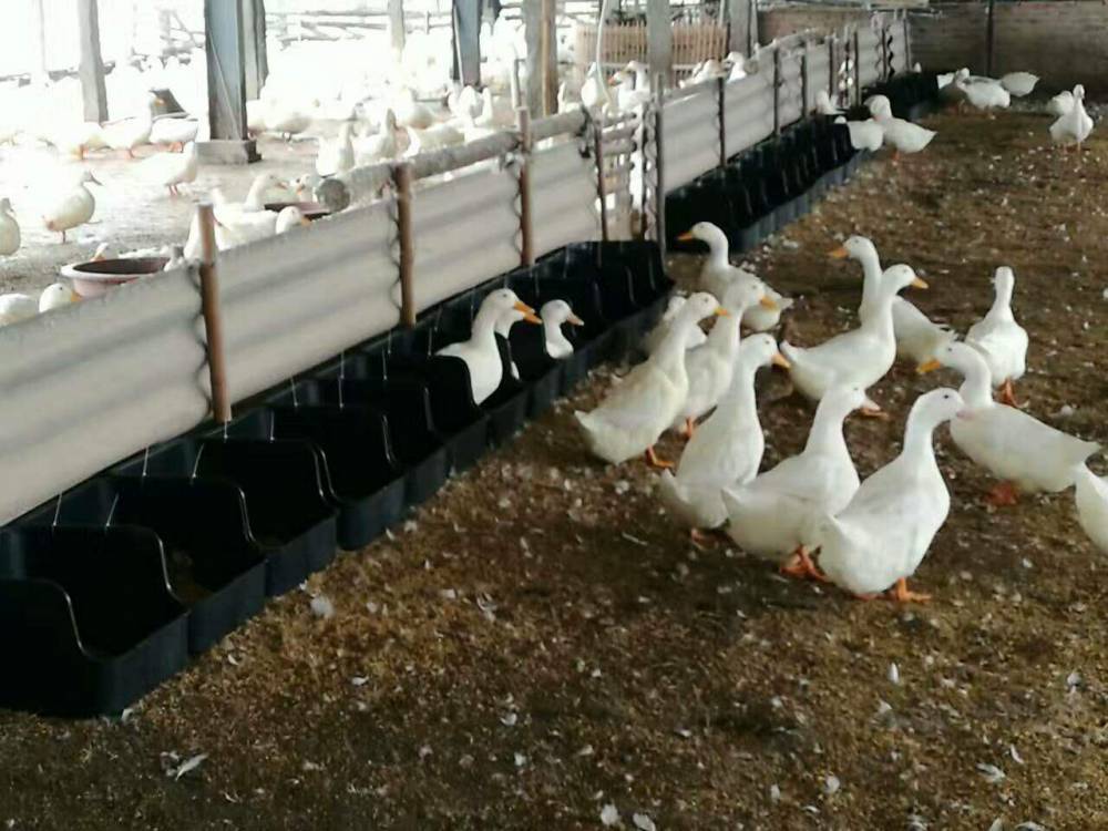 塑料鸭产蛋框蛋鸭下蛋窝塑料鸭蛋箱