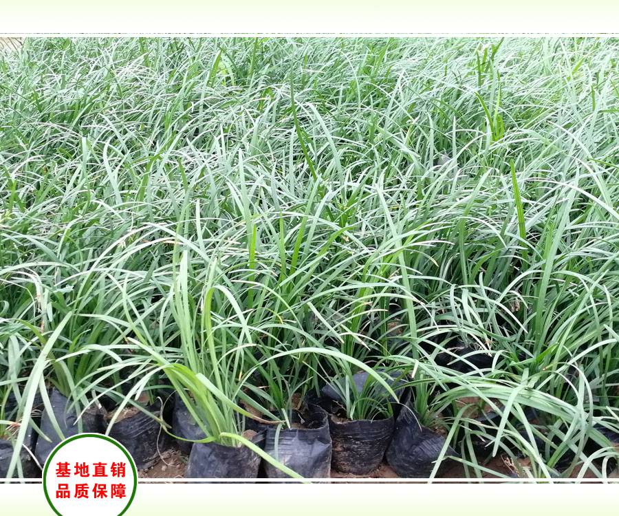 【北方沿阶草苗圃,丹麦草工程苗,盆栽沿阶草报价】价格_厂家 - 中国