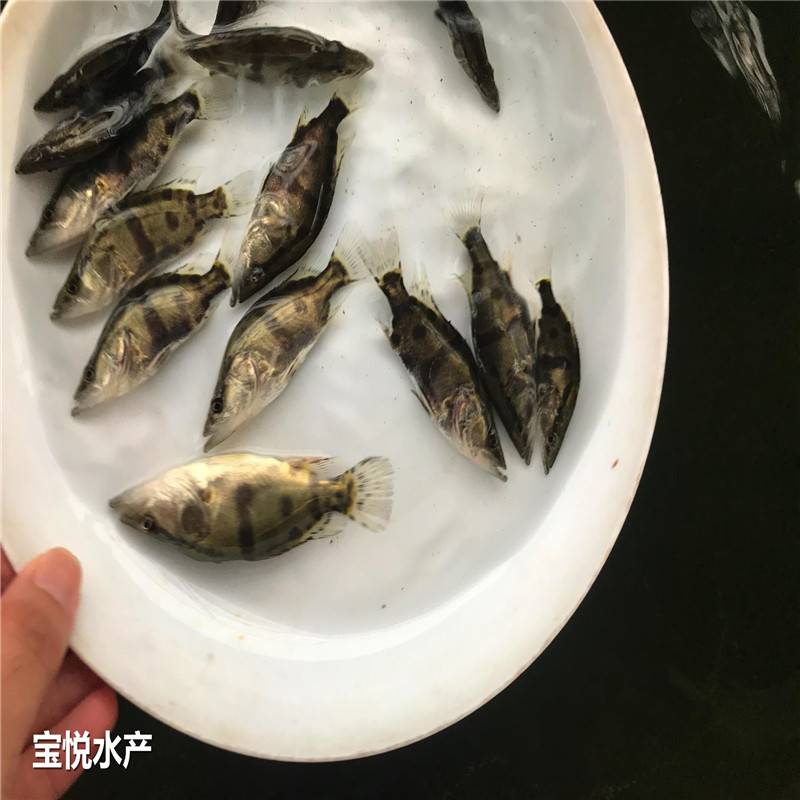 江蘇徐州桂花魚苗活體免郵苗場鱖魚苗