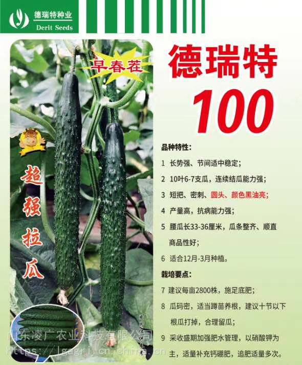 德瑞特620黄瓜种苗德瑞特100德瑞特9号早春越冬茬高产抗病