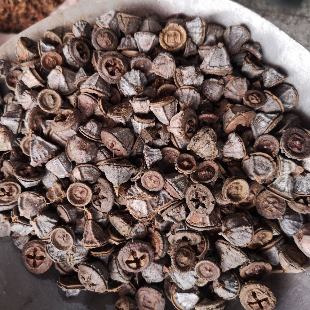 一口钟批发价格一口钟等奇药材经营一口钟一口盅金钟菩提蓝桉