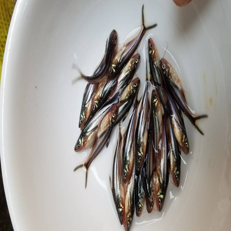 巴沙鱼苗沙鱼苗越南巴沙鱼苗巴沙鱼苗批发淡水鱼苗批发鲨鱼苗
