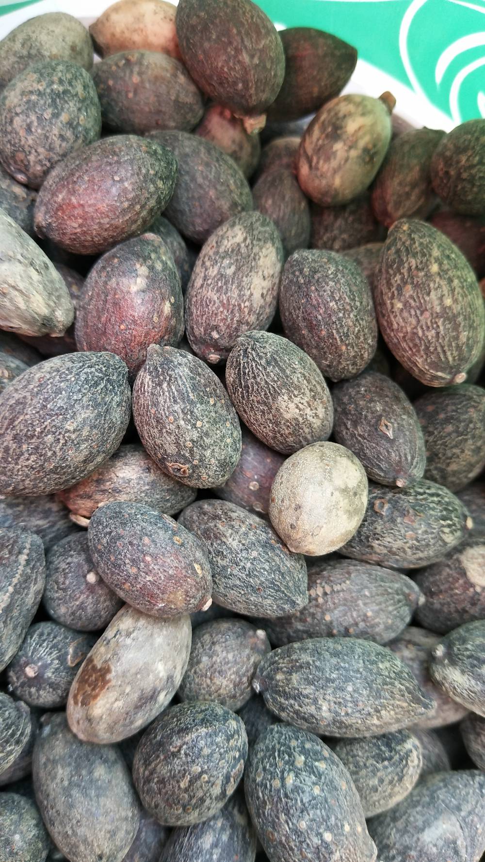 蒲葵子批发价格蒲葵子新货图片