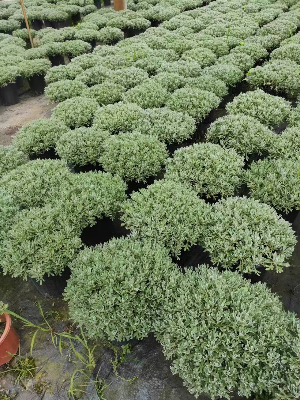 芙蓉菊批发基地四川成都芙蓉菊杯苗出售价格