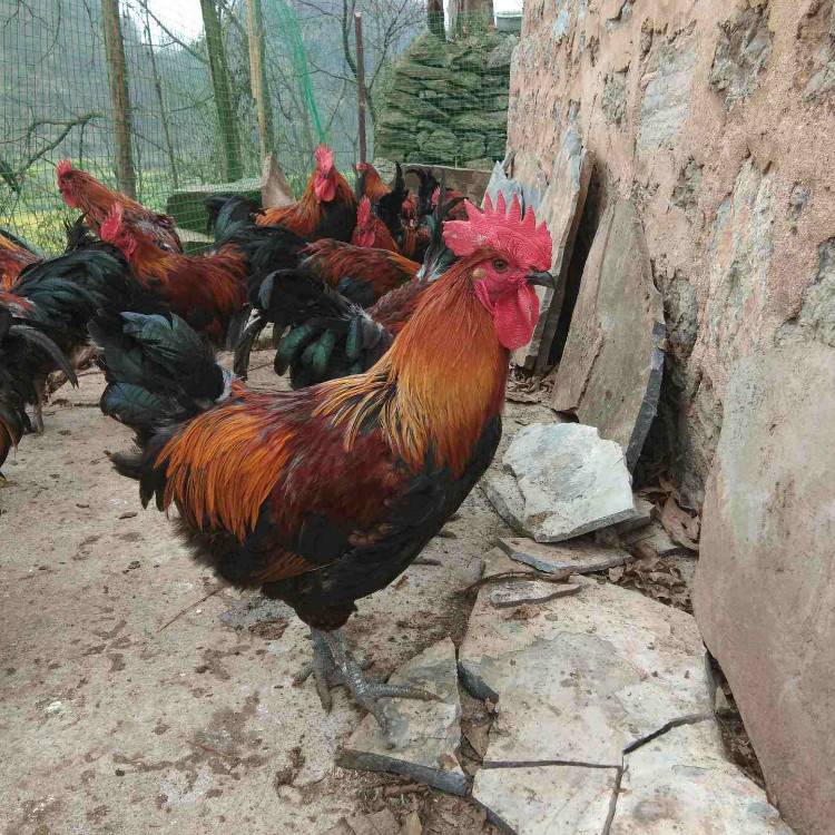 天露麻6鸡苗批发麻7公鸡苗天露麻五鸡苗快大麻鸡苗供应