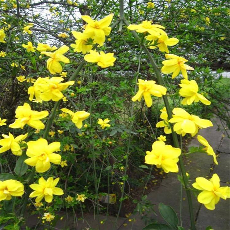 迎春土球好冠幅好花灌木乔木绿化欢迎来电