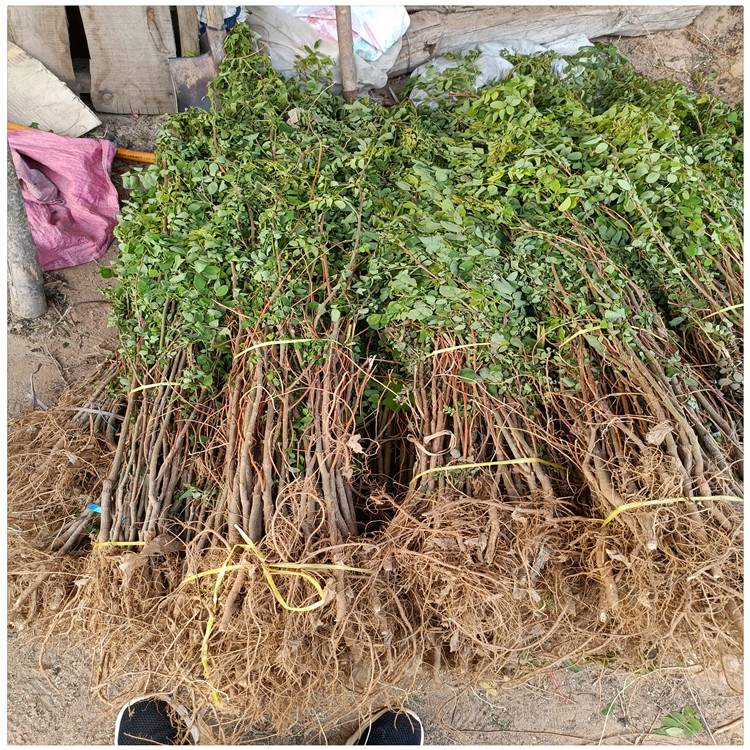 枣庄刺槐树苗价格 刺槐苗批发 刺槐苗一颗多少钱