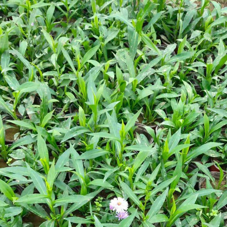 别名:青苑,紫倩,小辫等;菊科紫菀属,多年生草本,根状茎斜升.