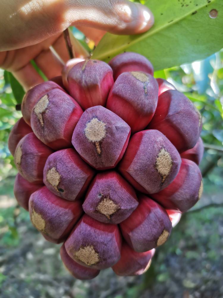 布福娜又名黑老虎果子