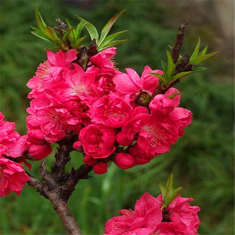批发满天红碧桃树苗花色鲜艳花期长庭院花木露地园林碧桃树