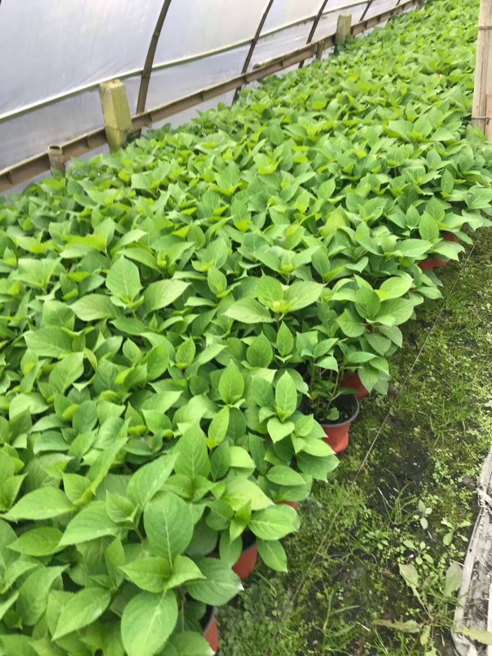 高品种的八仙花批发八仙花工程苗子八仙花杯苗出售中