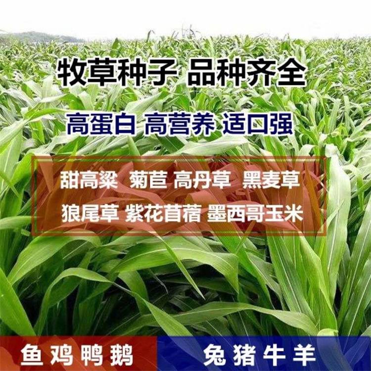 老芒麦种子规格型号就近仓库新疆经销批发