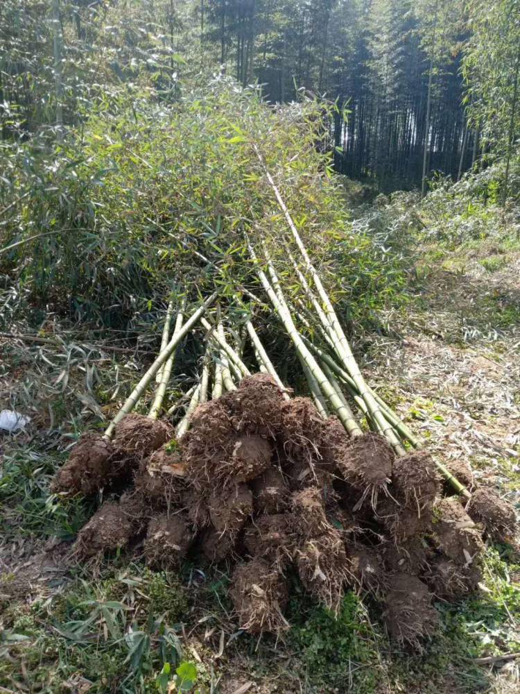 班竹1到4公分_汉中出售班竹1到4公分 - 南郑区法镇奋斗苗木花卉经营部