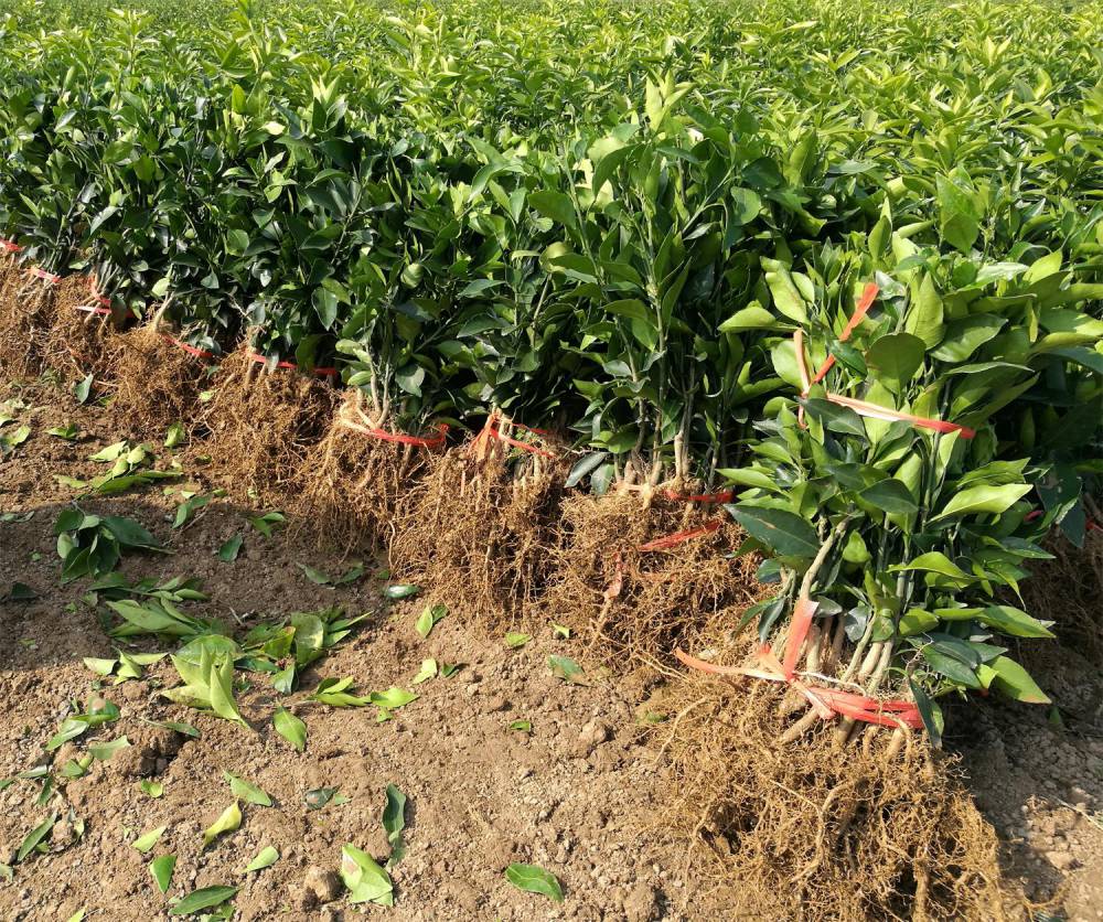 千思农林供应浙江地区红美人柑橘苗