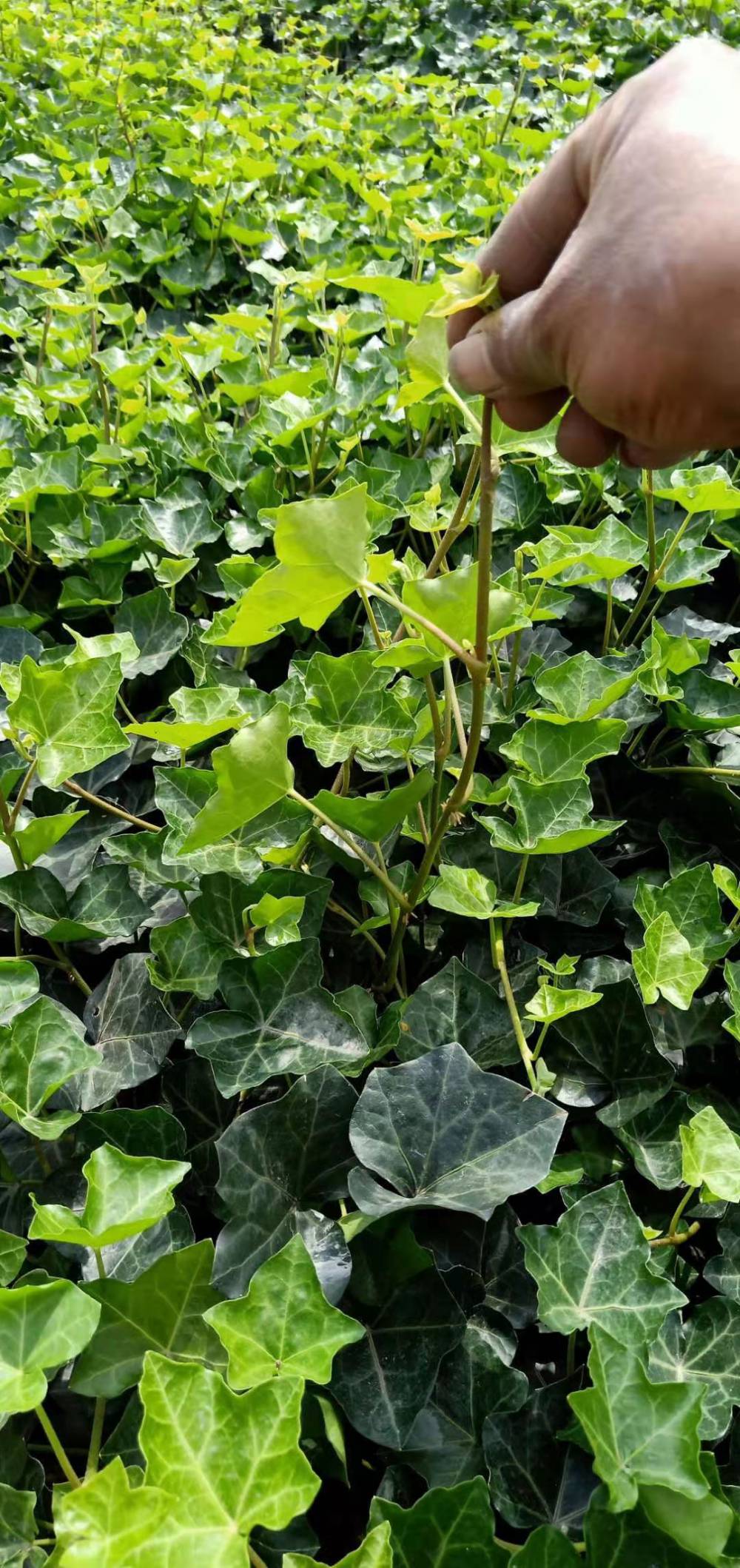 湖北爬山虎油麻藤产地批发长度1米的工程苗价格四季常绿