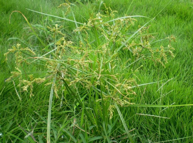 四川大量细叶莎草水生地被植物莎草苗
