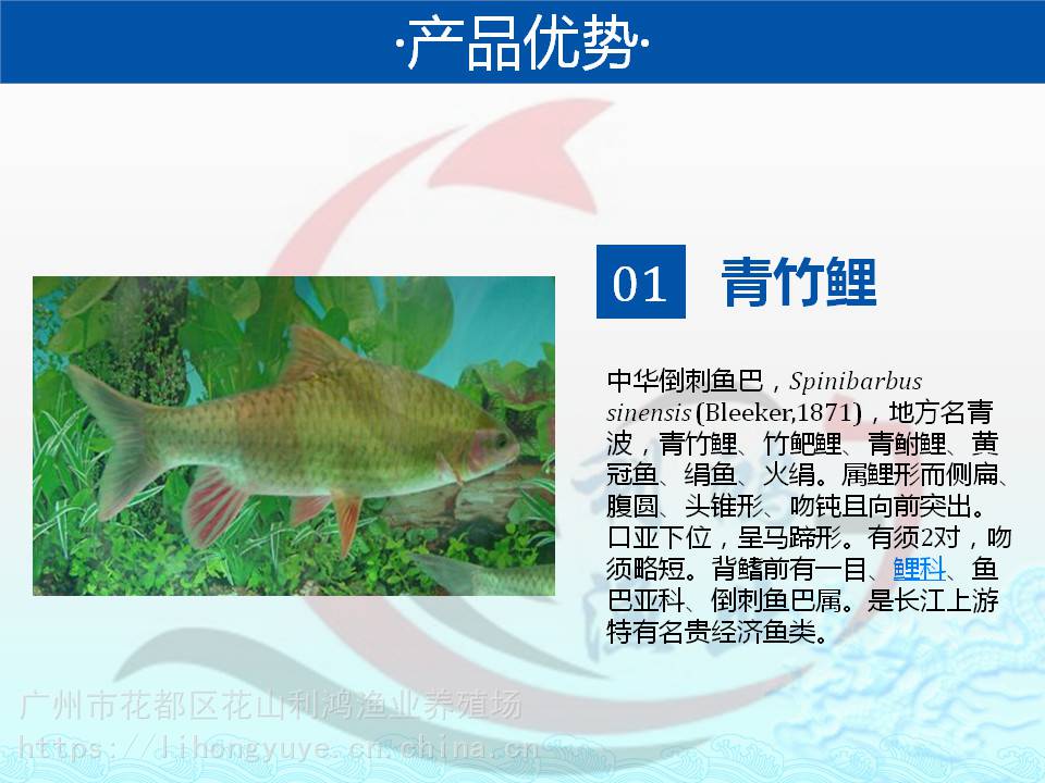 特種魚苗利鴻全國包活發貨竹䰾鯉魚苗中華倒刺䰾青竹