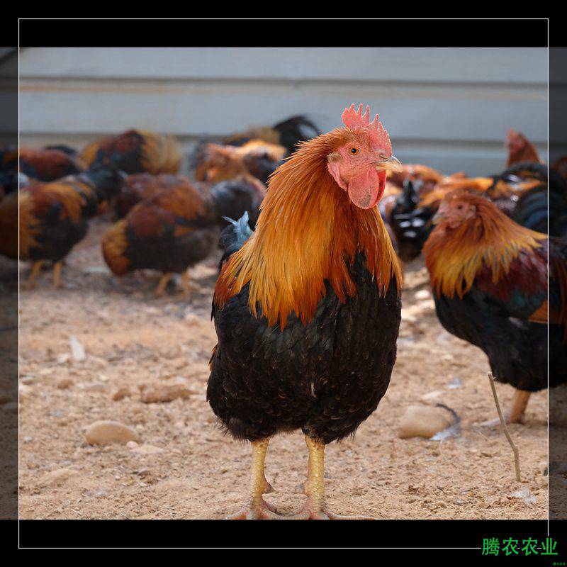 榆林肉鸡批发腾农上海人想不想吃生鲜鸡生鲜鸡店名