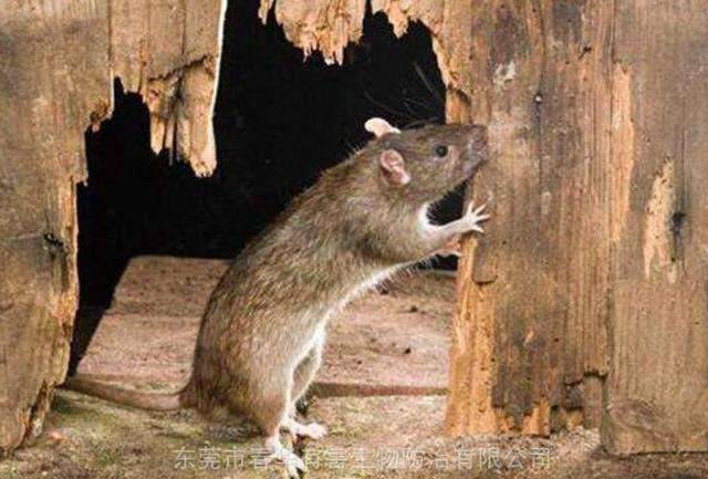 惠州上门灭蟑螂公司杀虫