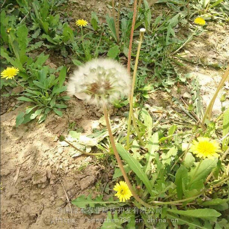 多倍体蒲公英种子山野套餐特菜婆婆丁多年生