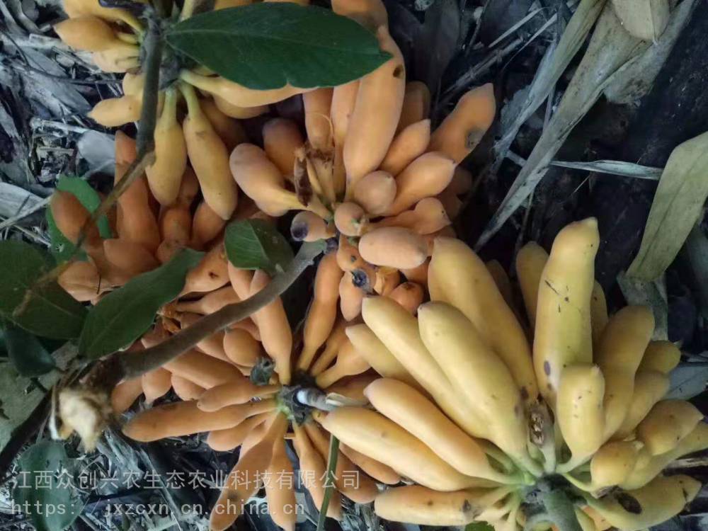 皇妃蕉神奇的另类香蕉树上长成串的香蕉