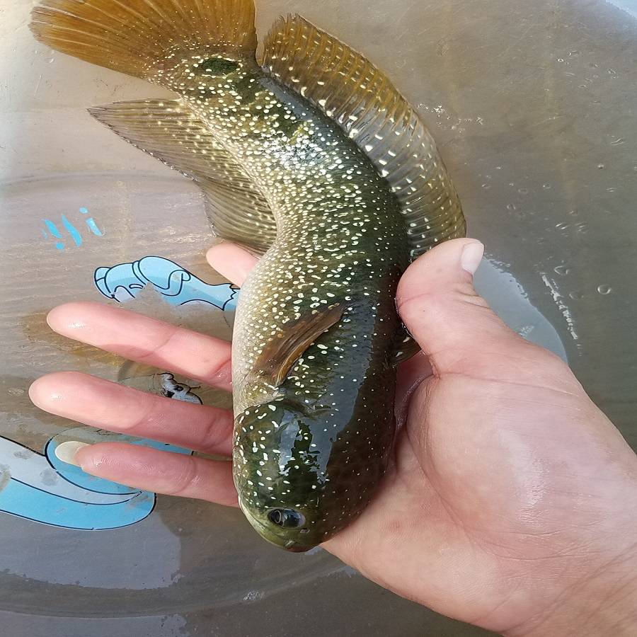 大量批发供应七星鱼苗花星鱼苗月鳢鱼苗张公鱼苗图片