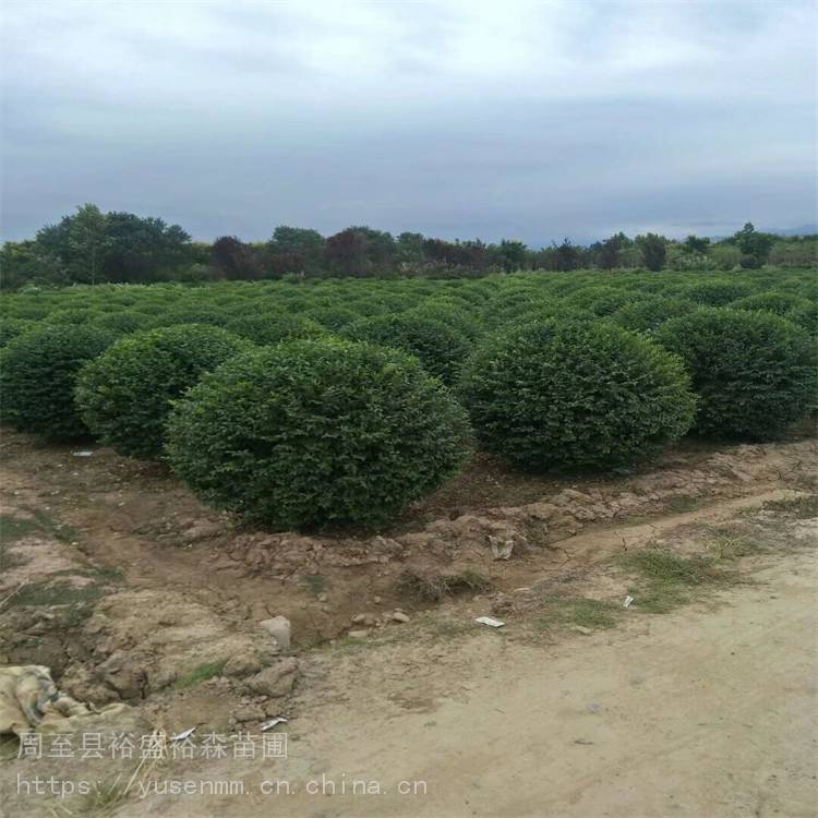 1米2高小叶女贞球 绿化苗木种植配送 金叶女贞球庭院绿化苗木
