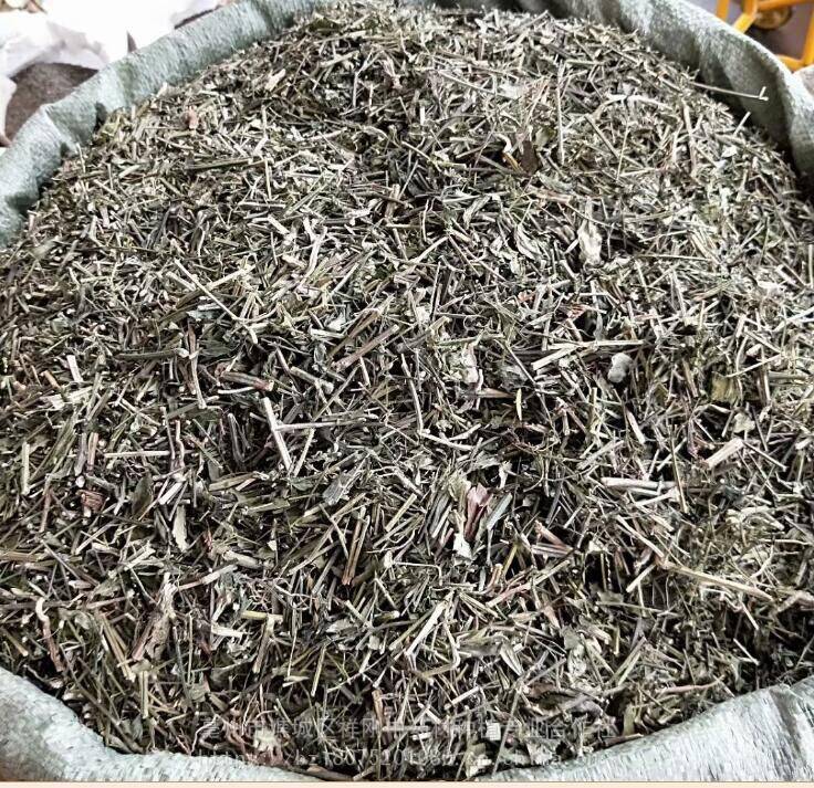 穿心莲的功能主治野生穿心莲的药效有哪些