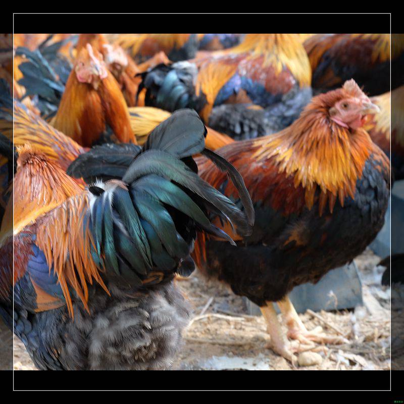 厚街东莞红玉鸡整鸡批发腾农农业芙蓉皇富硒鸡绍兴整鸡批发