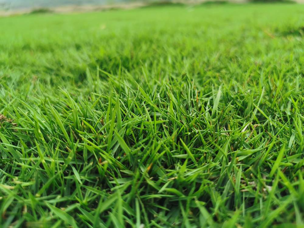 湖南草坪草皮草卷马尼拉百慕大兰引三号台湾草